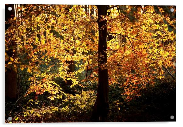 Golden autumn Leaves Acrylic by Simon Johnson