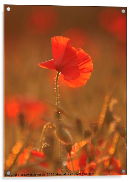 Sunlit Poppy Acrylic by Simon Johnson