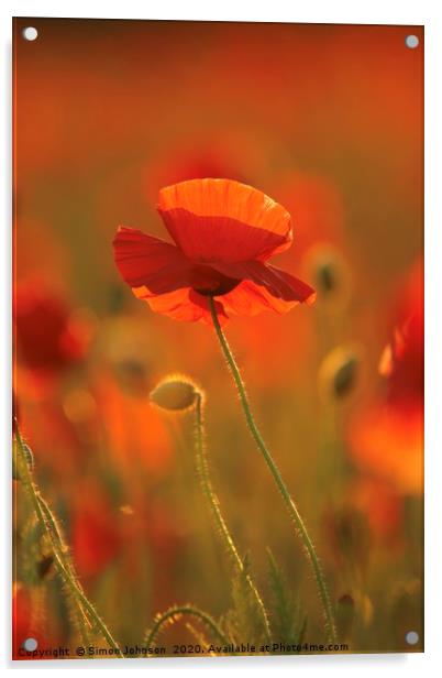 Poppy evening sunlight Acrylic by Simon Johnson