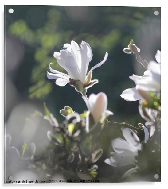Sunlit Magnolia Flower Acrylic by Simon Johnson