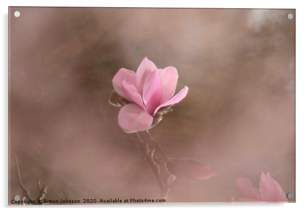 Pink Magnolia Flower Acrylic by Simon Johnson