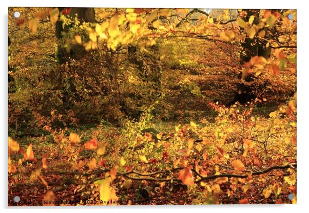 Woodland path Acrylic by Simon Johnson