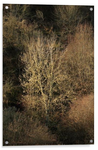 Sunlit tree  Acrylic by Simon Johnson