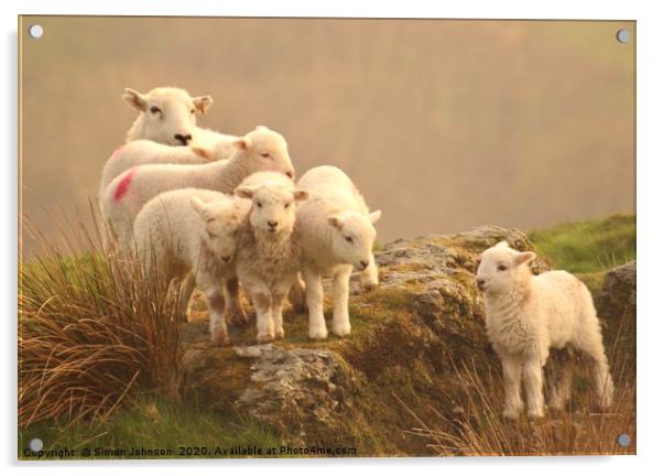 The family sheep Acrylic by Simon Johnson