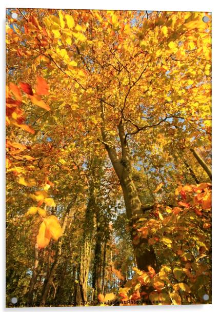 Autumn tree Acrylic by Simon Johnson