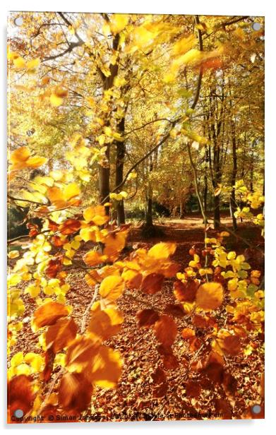 Autumn Beech wood Acrylic by Simon Johnson