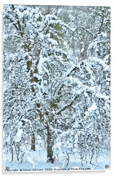 Snow clad tree Acrylic by Simon Johnson