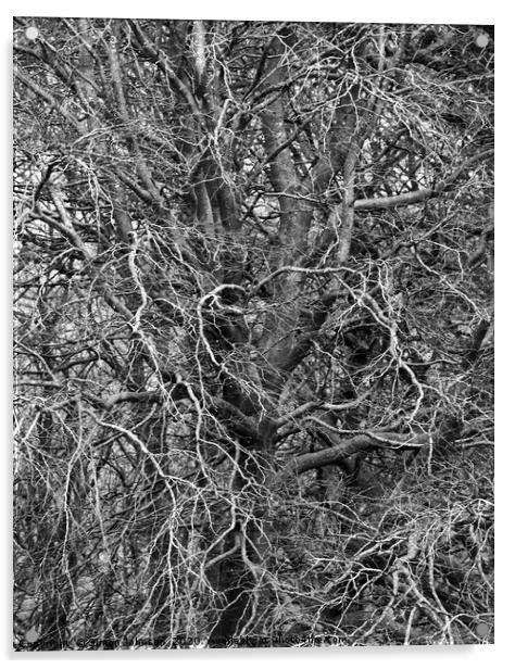 Branches Acrylic by Simon Johnson