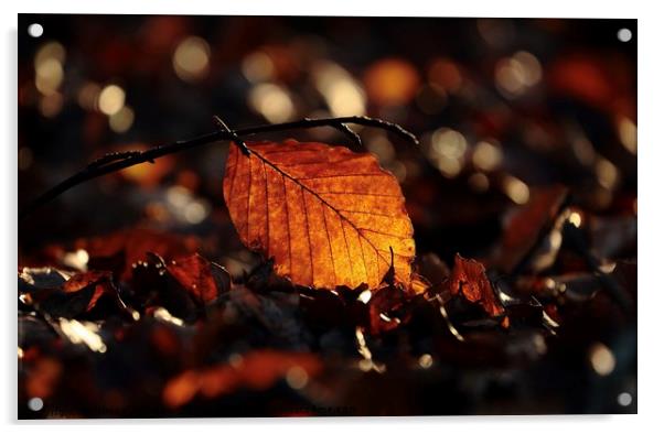 sunlit leaf Acrylic by Simon Johnson