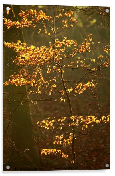 Sunlit Autumn leaves Acrylic by Simon Johnson