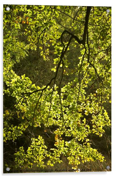 Sunlit, spring leaves Acrylic by Simon Johnson
