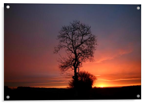 Isolated tree sunrise Acrylic by Simon Johnson