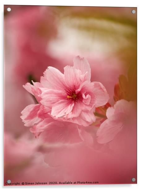 Pink Japanese Cherry Blossom Acrylic by Simon Johnson
