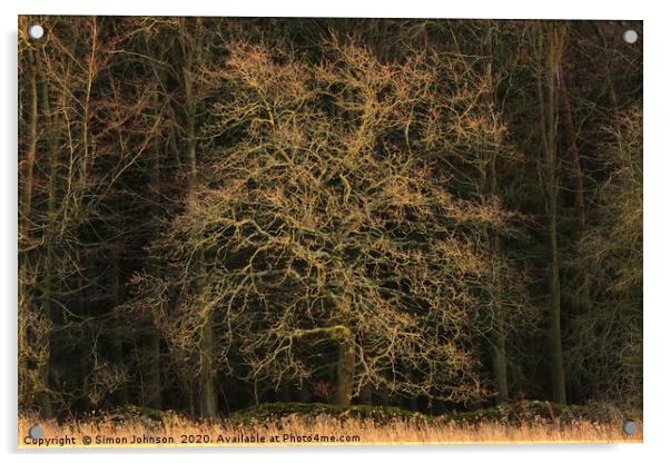 sunlit Oak Acrylic by Simon Johnson