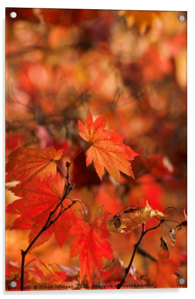 Mapple autumn leaf Acrylic by Simon Johnson