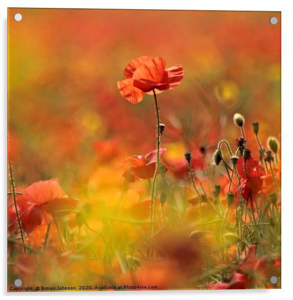 Sunlit Poppy Acrylic by Simon Johnson