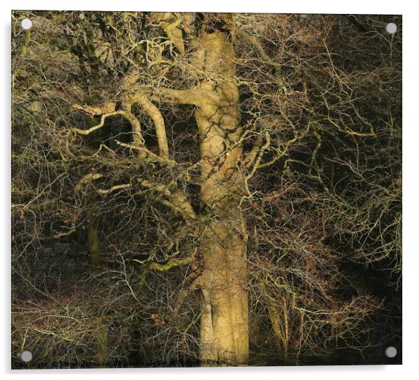 Sunlit branches Acrylic by Simon Johnson