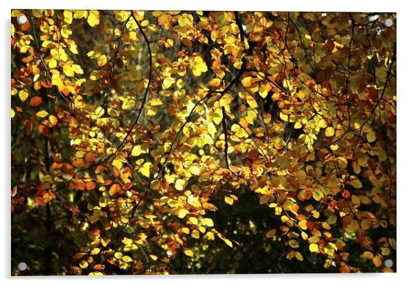 Sunlit autumn leaves Acrylic by Simon Johnson