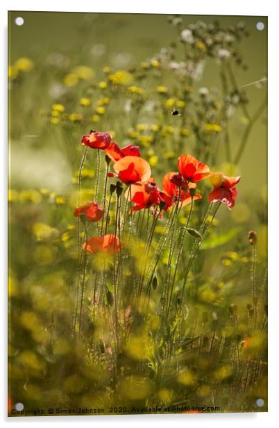 Sunlit Poppies in field of rape seed Acrylic by Simon Johnson