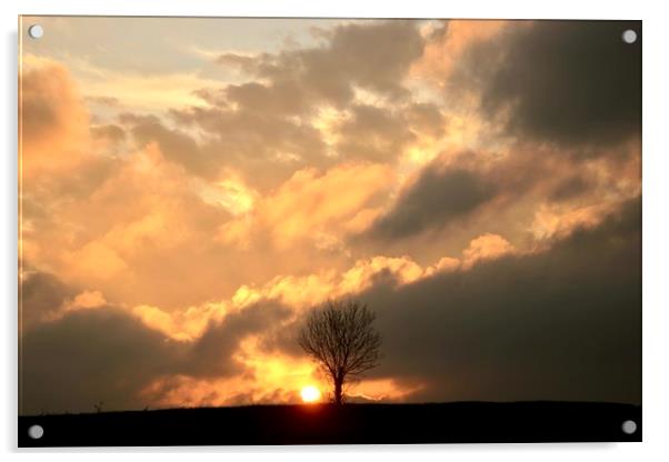 isolated tree sunset Acrylic by Simon Johnson
