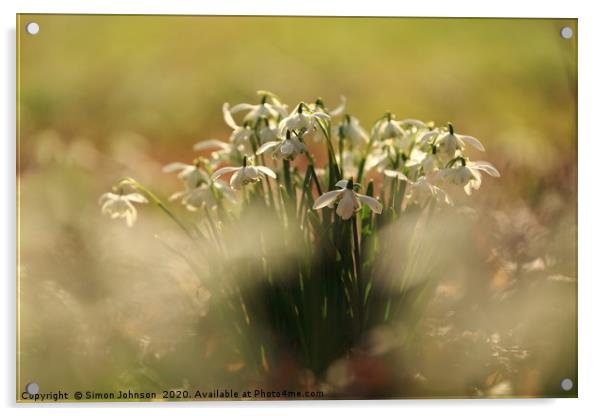 Snowdrops Acrylic by Simon Johnson