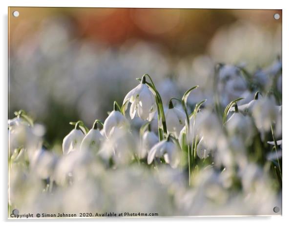 Snowdrops Acrylic by Simon Johnson