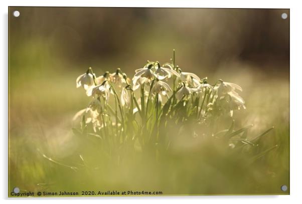 Snowdrops Acrylic by Simon Johnson