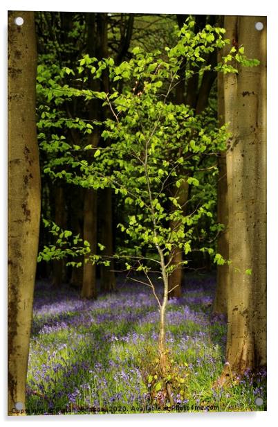Bluebell wood and Beech tree Acrylic by Simon Johnson