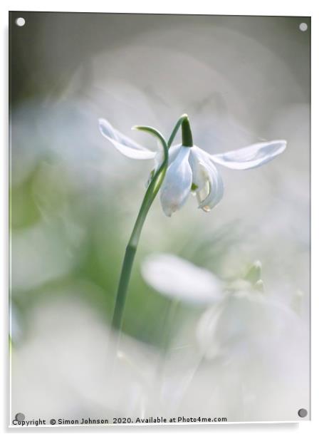 Isolated snowdrop Acrylic by Simon Johnson