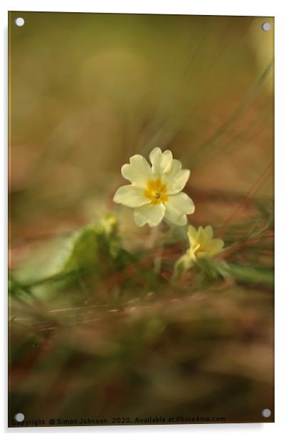  Spring primrose Acrylic by Simon Johnson