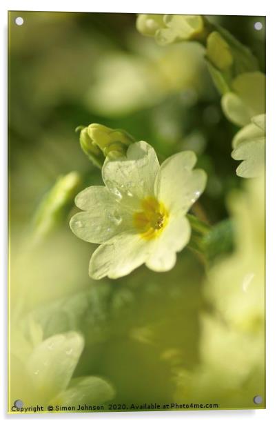 spring primrose  Acrylic by Simon Johnson