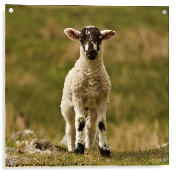 Cute lamb Acrylic by Simon Johnson