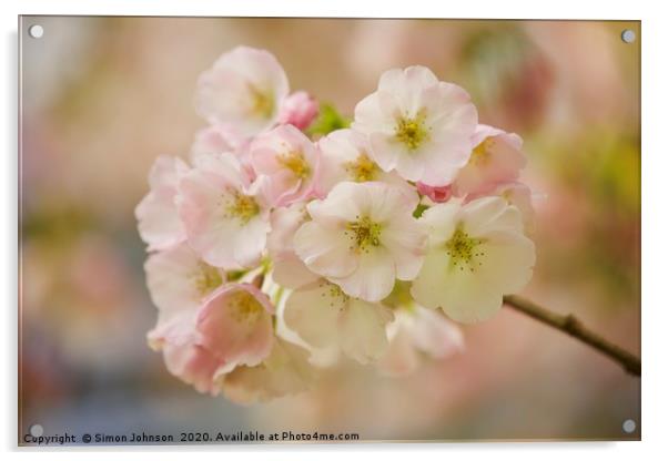 Sunlit blossom Acrylic by Simon Johnson