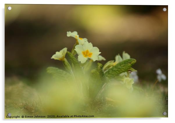 Primrose flower Acrylic by Simon Johnson