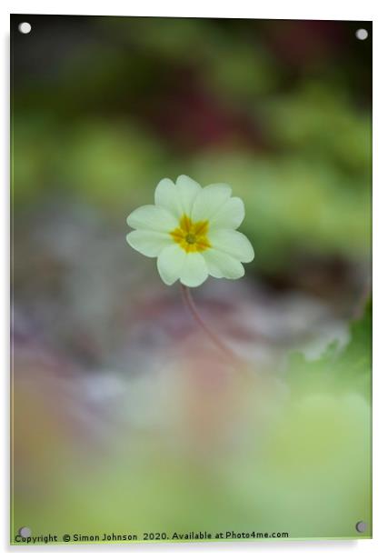 single primrose flower Acrylic by Simon Johnson