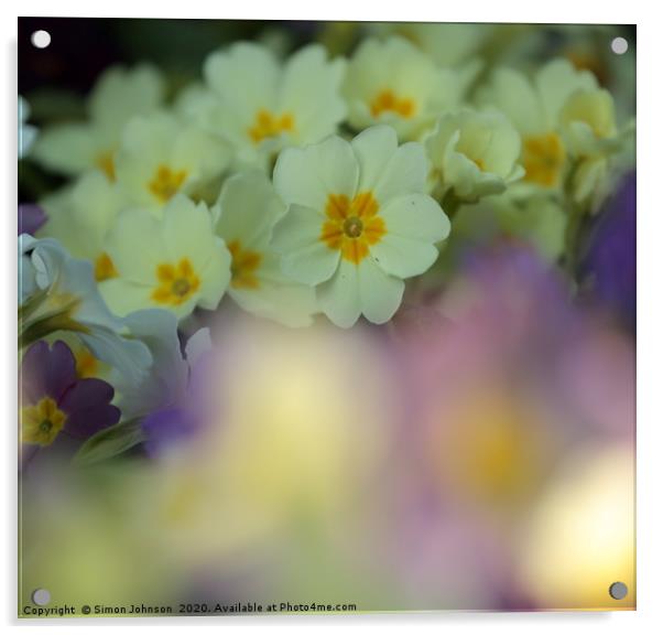 Primrose colour Acrylic by Simon Johnson