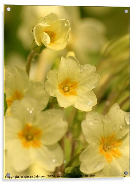 primrose close up Acrylic by Simon Johnson