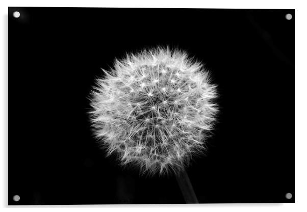 Dandelion seed head Acrylic by Simon Johnson