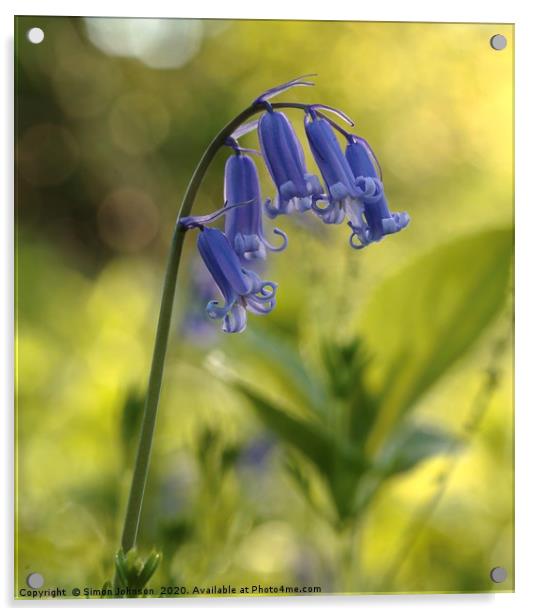 bluebell flower  Acrylic by Simon Johnson