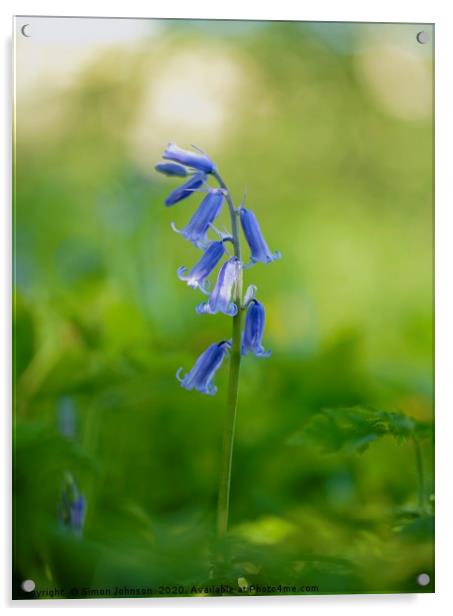 Bluebell Acrylic by Simon Johnson