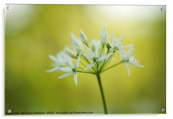 wild garlic flower Acrylic by Simon Johnson