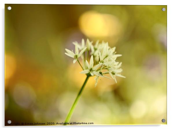 Sunlit  wild garlic flower Acrylic by Simon Johnson