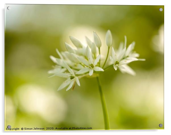 Wild garlic flower close up Acrylic by Simon Johnson