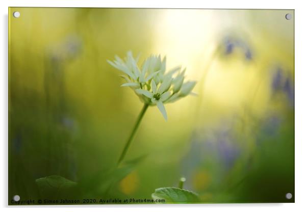 Wild garlic flower Acrylic by Simon Johnson