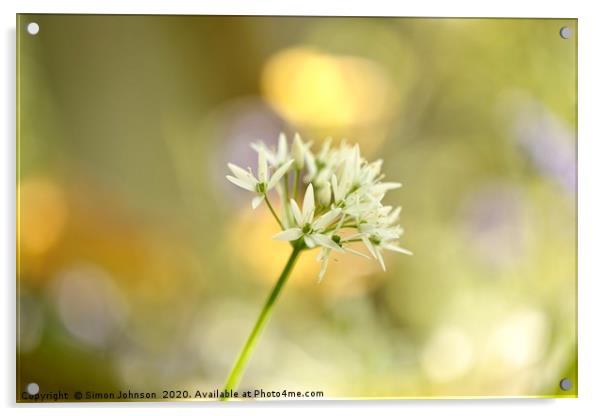 Sunlit garlic Flower Acrylic by Simon Johnson