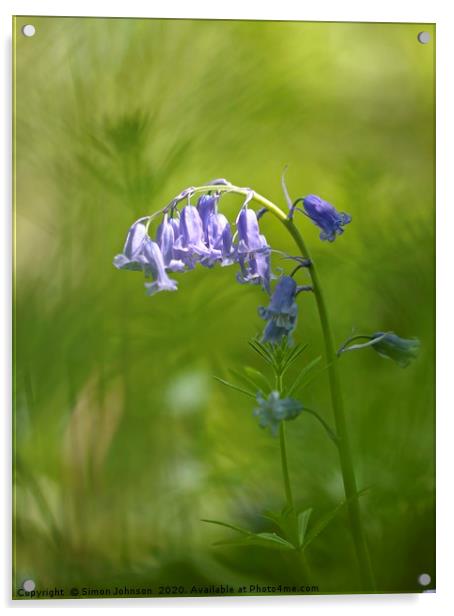 Bluebell close up Cotswolds Acrylic by Simon Johnson