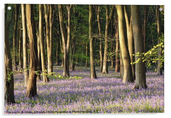 Bluebell Woodland Cotswolds Acrylic by Simon Johnson