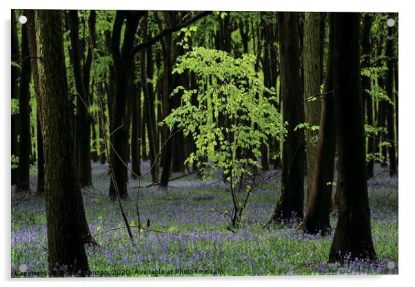 Bluebell Woodland Acrylic by Simon Johnson