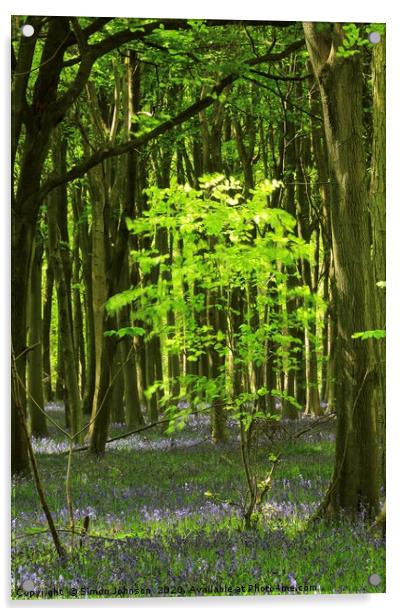 sunlit Beech Tree Acrylic by Simon Johnson