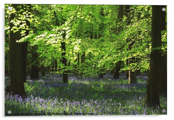 Bluebell woodland Acrylic by Simon Johnson